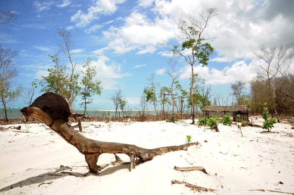 galhos secos espalhados pela areia