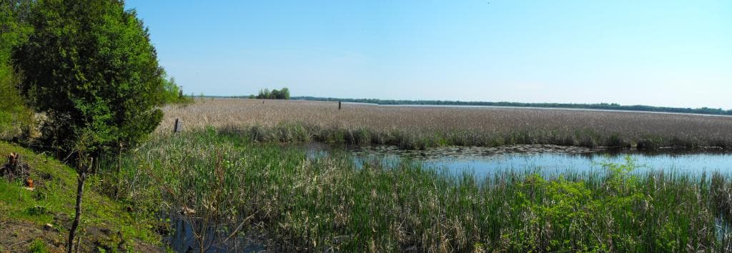 The beauty of our wetland