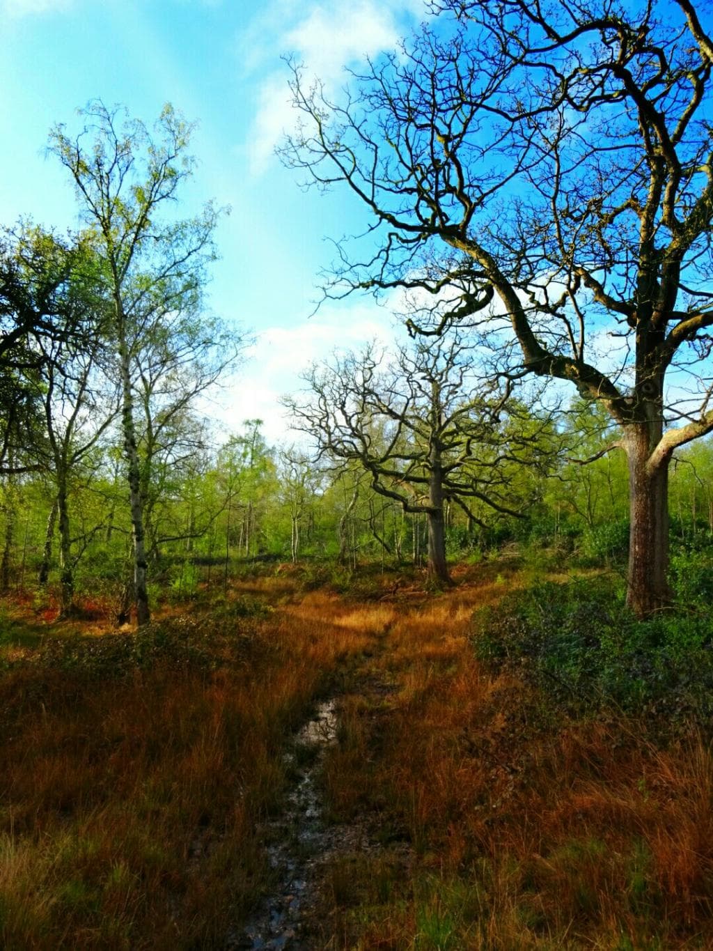 Oxhey woods