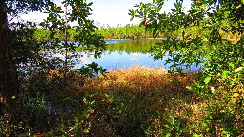 Tiger Bay State forest