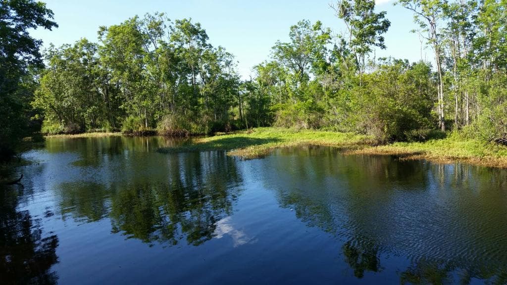 Ringhaver Park/Ortega River Nature Preserve