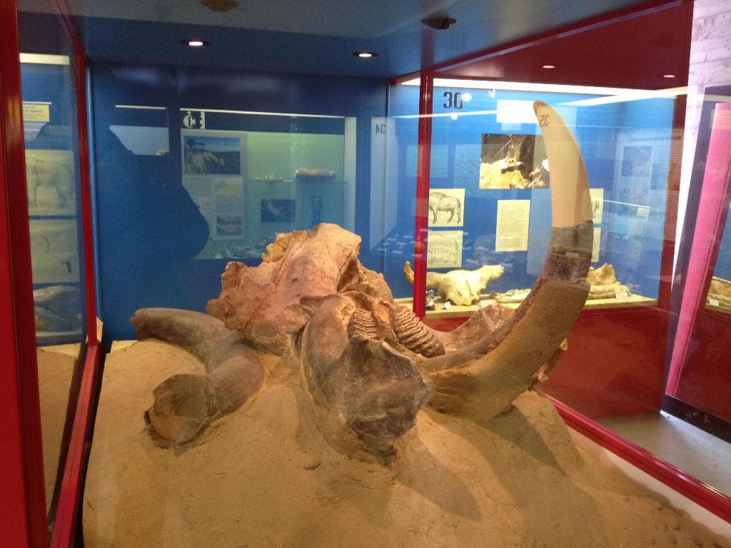 Elefante trovato nelle sabbie gialle di Monte Brullo (in frazione Santa Lucia)