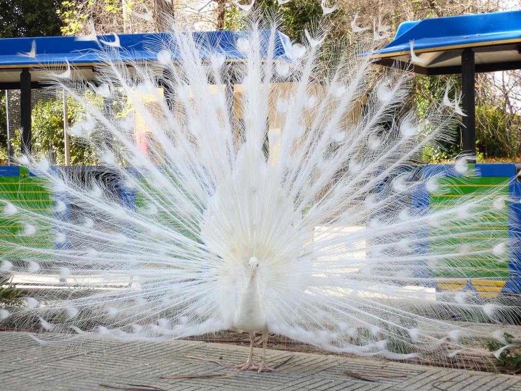 Pavo real