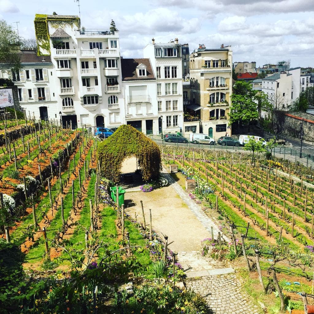 View of the vineyard from the garden
