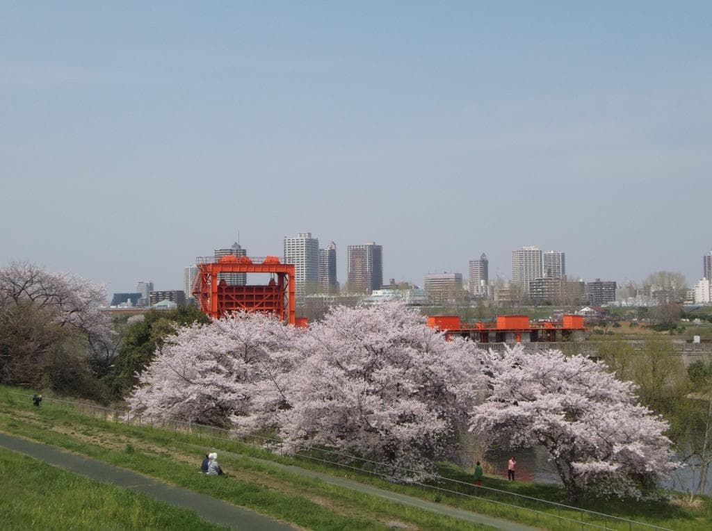 桜の木が意外に多くあります。