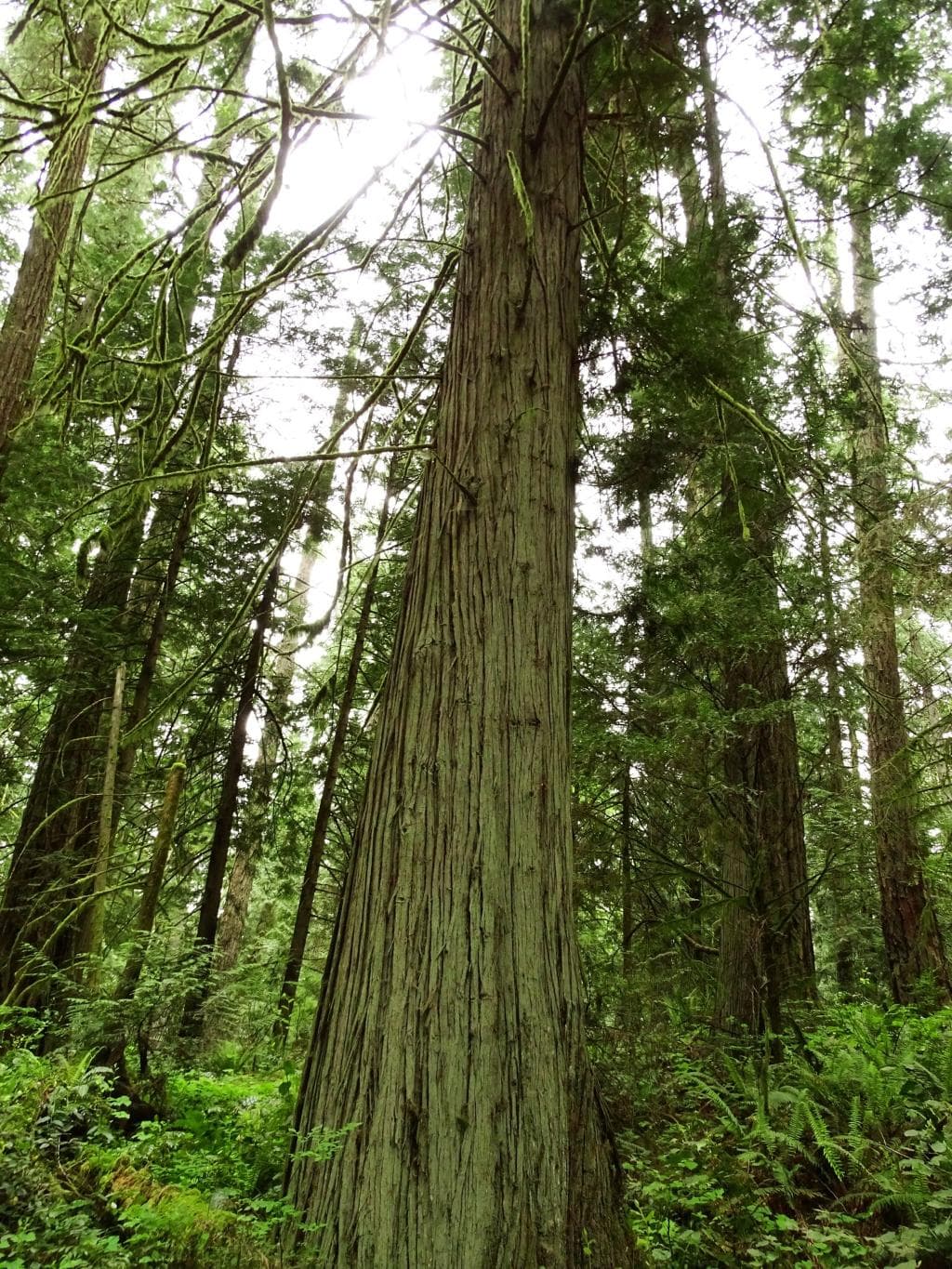 Amazingly beautiful forest only a five minute drive from the airport!!!