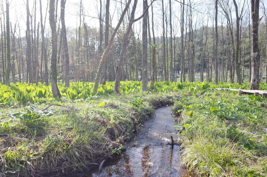 Sashimaki Wetlands