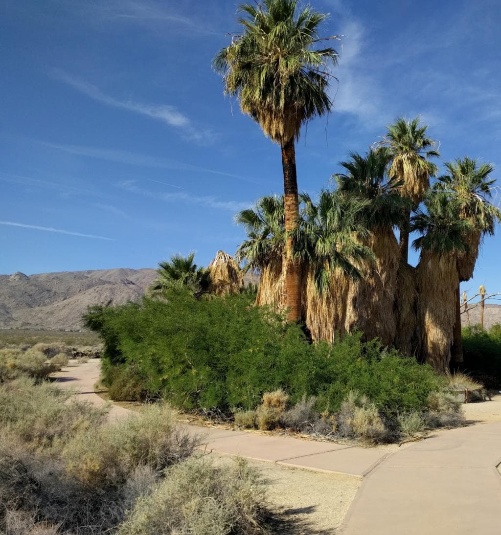 Oasis center