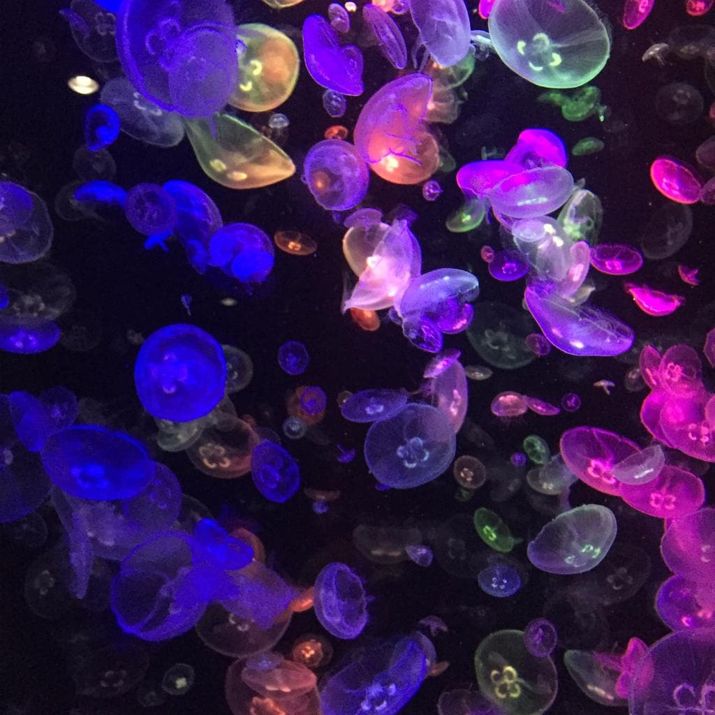 ミズクラゲ。ライトアップしています。