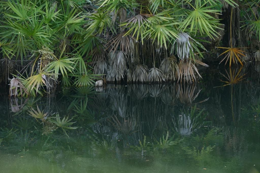 Hickey's Creek Mitigation Park