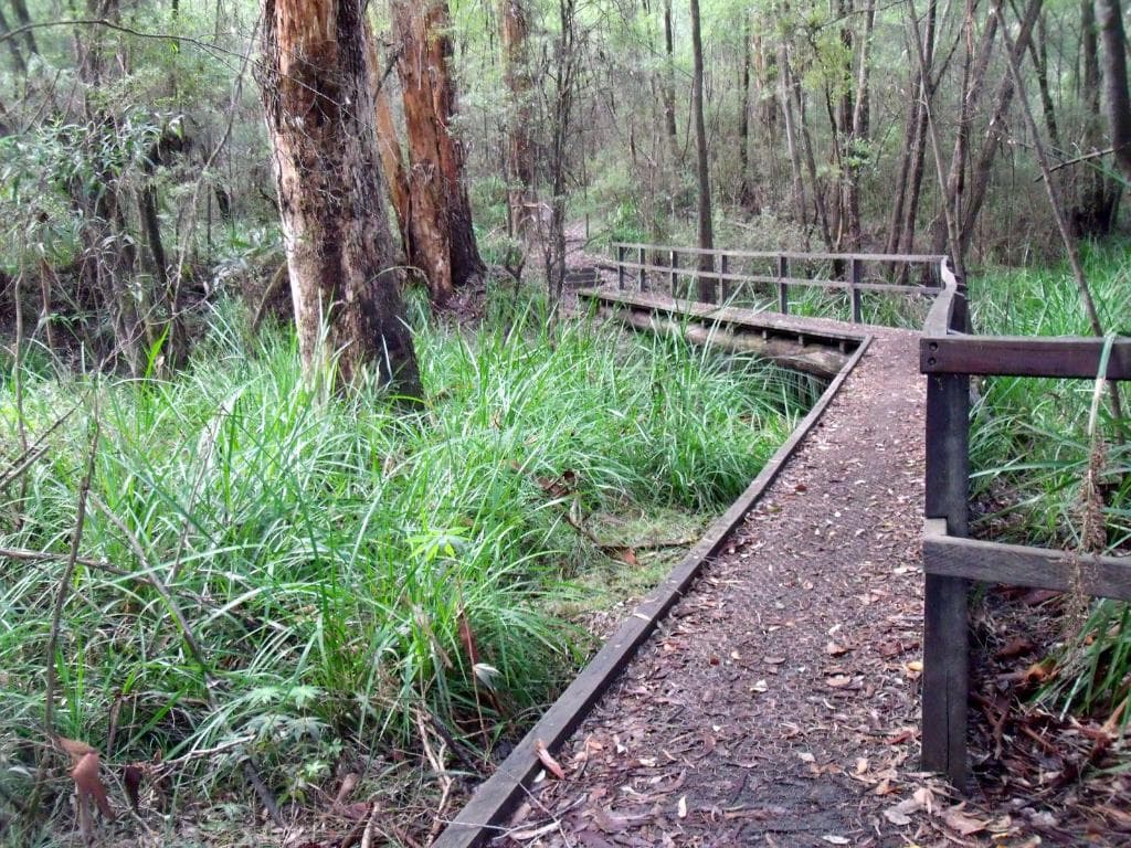 Boardwalk at start of Harewood Forest