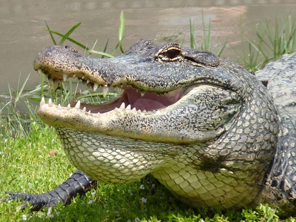 Gator Country Adventure Park