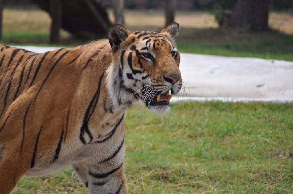 Royal bengal tiger