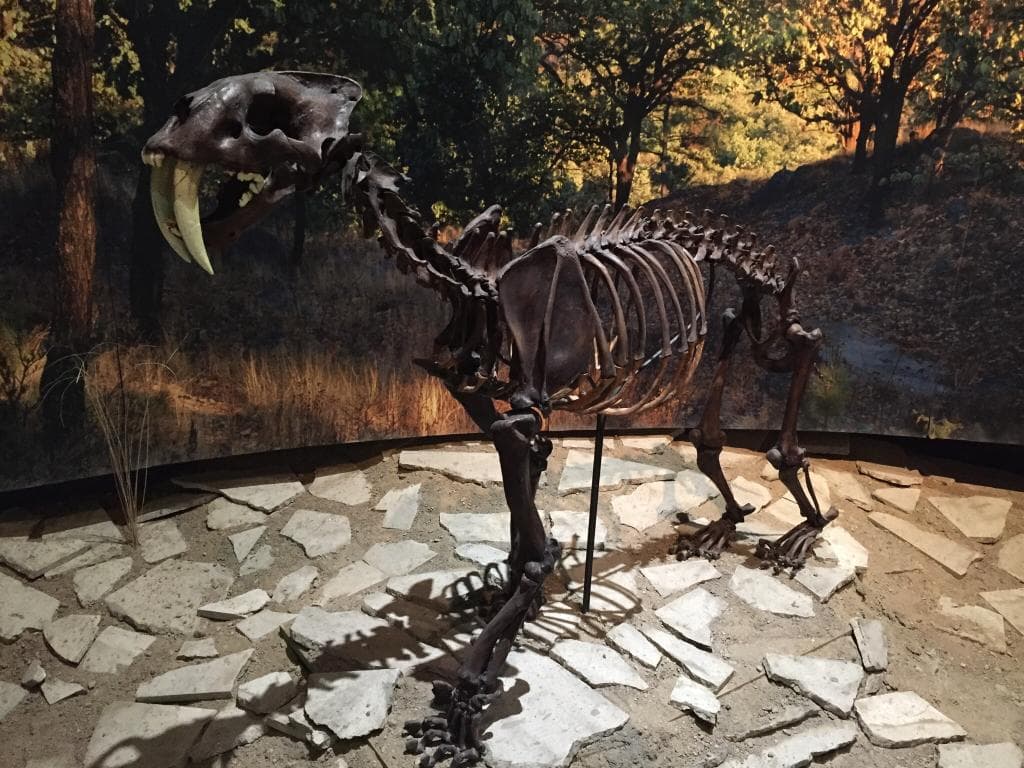 Museo de Paleontologia de Guadalajara