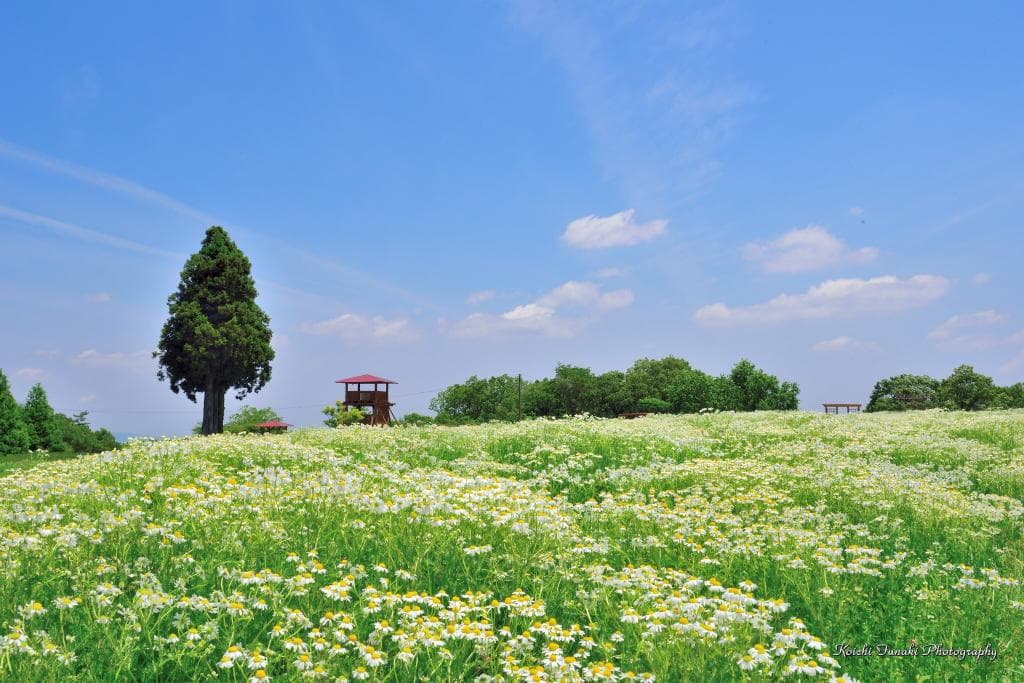 Menard Aoyama Resort