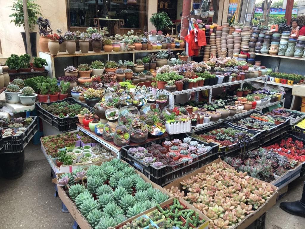 Splendid Bird and Flower Market