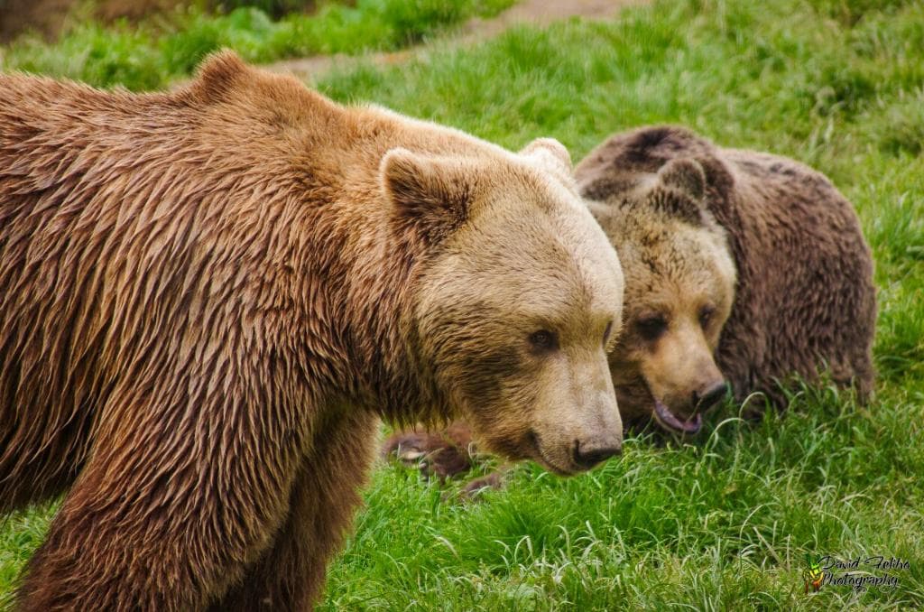 Libearty Bear Sanctuary