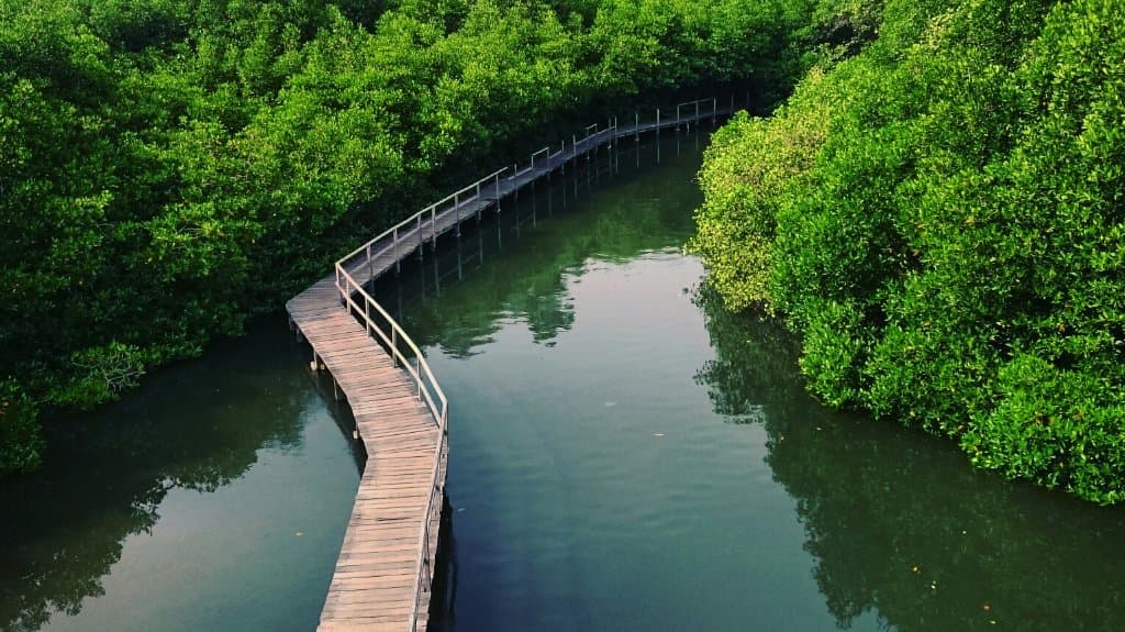 Mangrove Information Centre