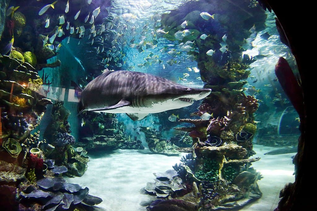 Hajakvarium