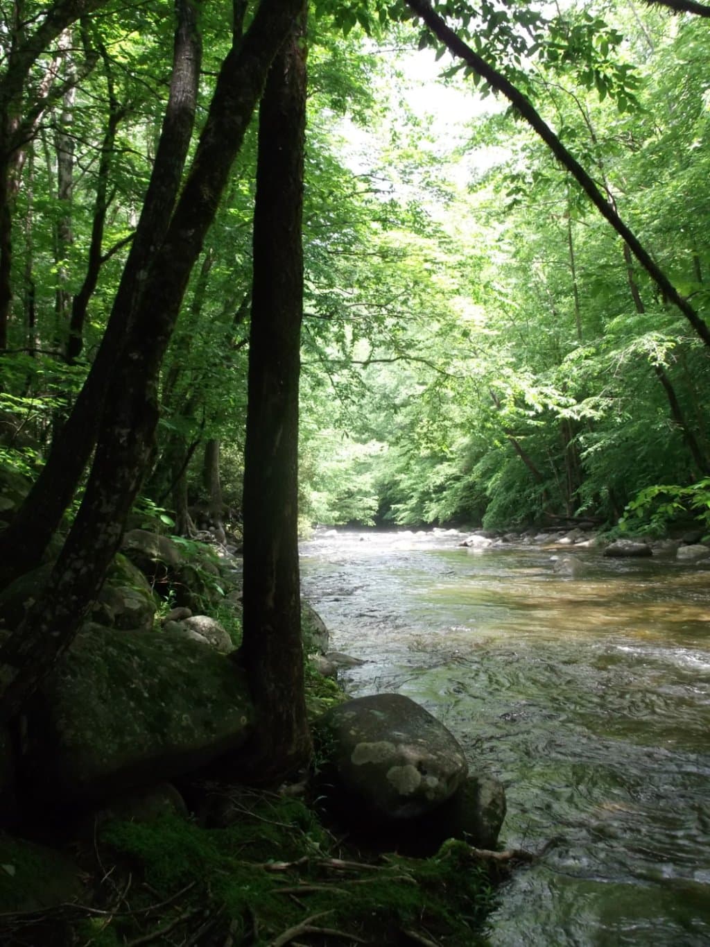 Sugarlands Valley Trail June 2016