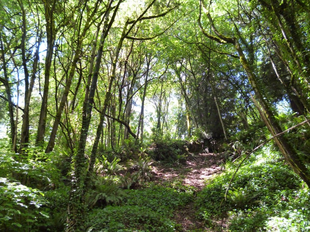 der Regenwald mitten in Seattle