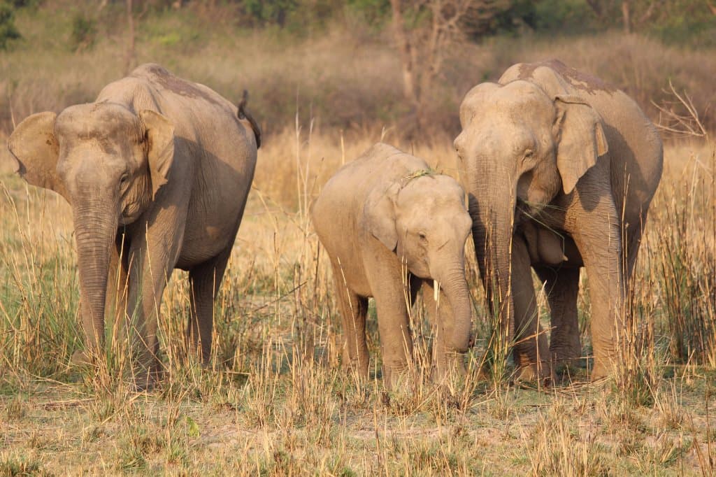 Elephant family