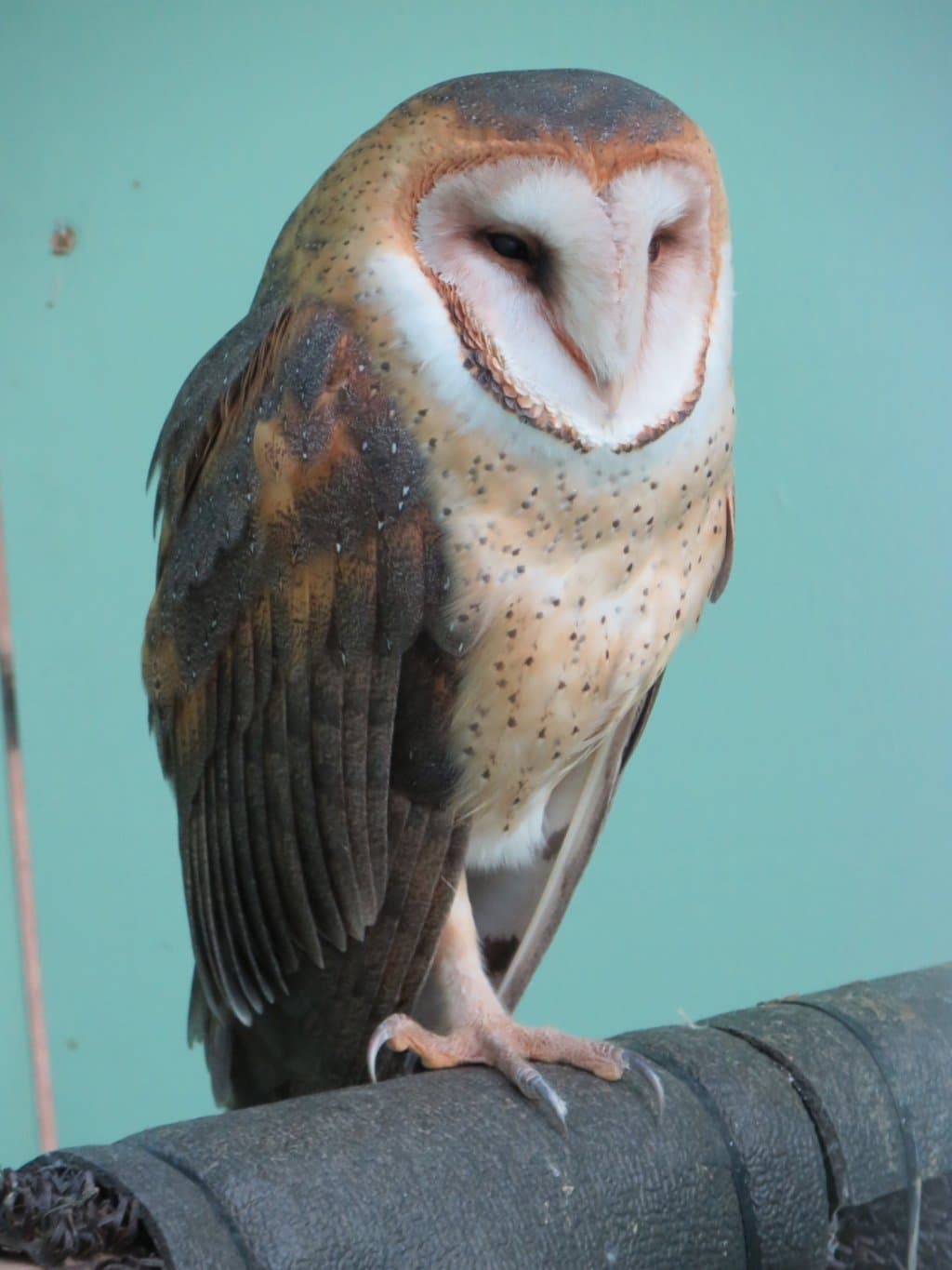 Davis Raptor Pens