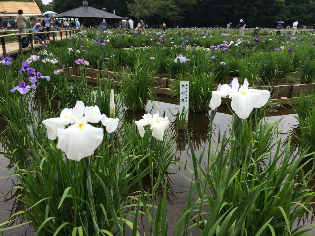 Hachikokuyama Park Tokyo