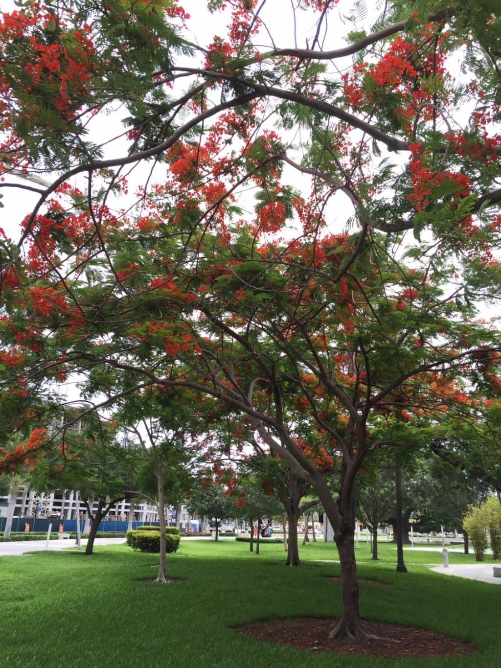 Ti Trees