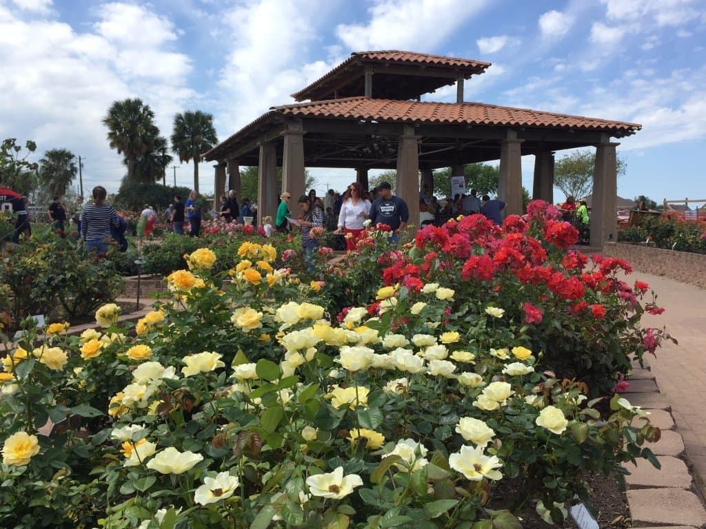 The rose garden is amazing.