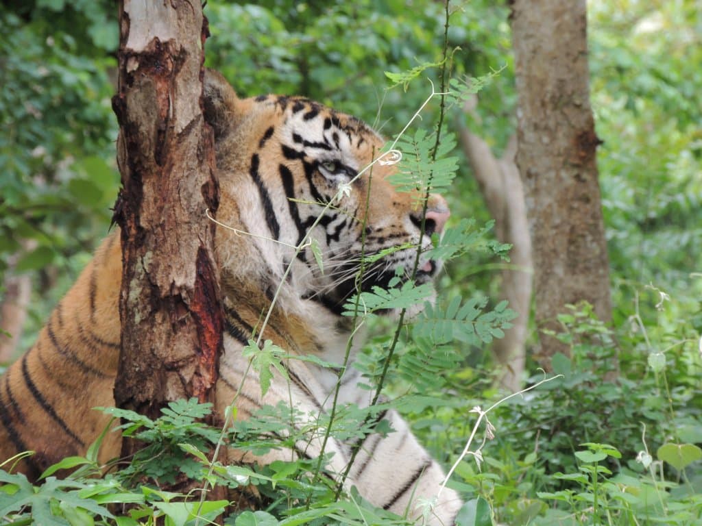 Safari - Tiger Enclosure - Open Tiger