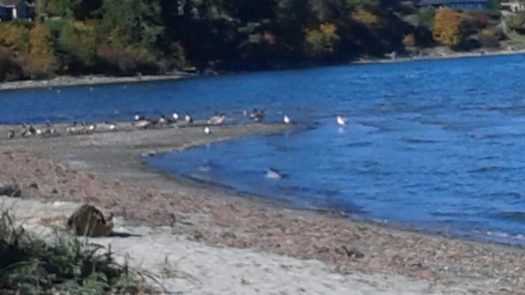 Powell River Westview Harbour