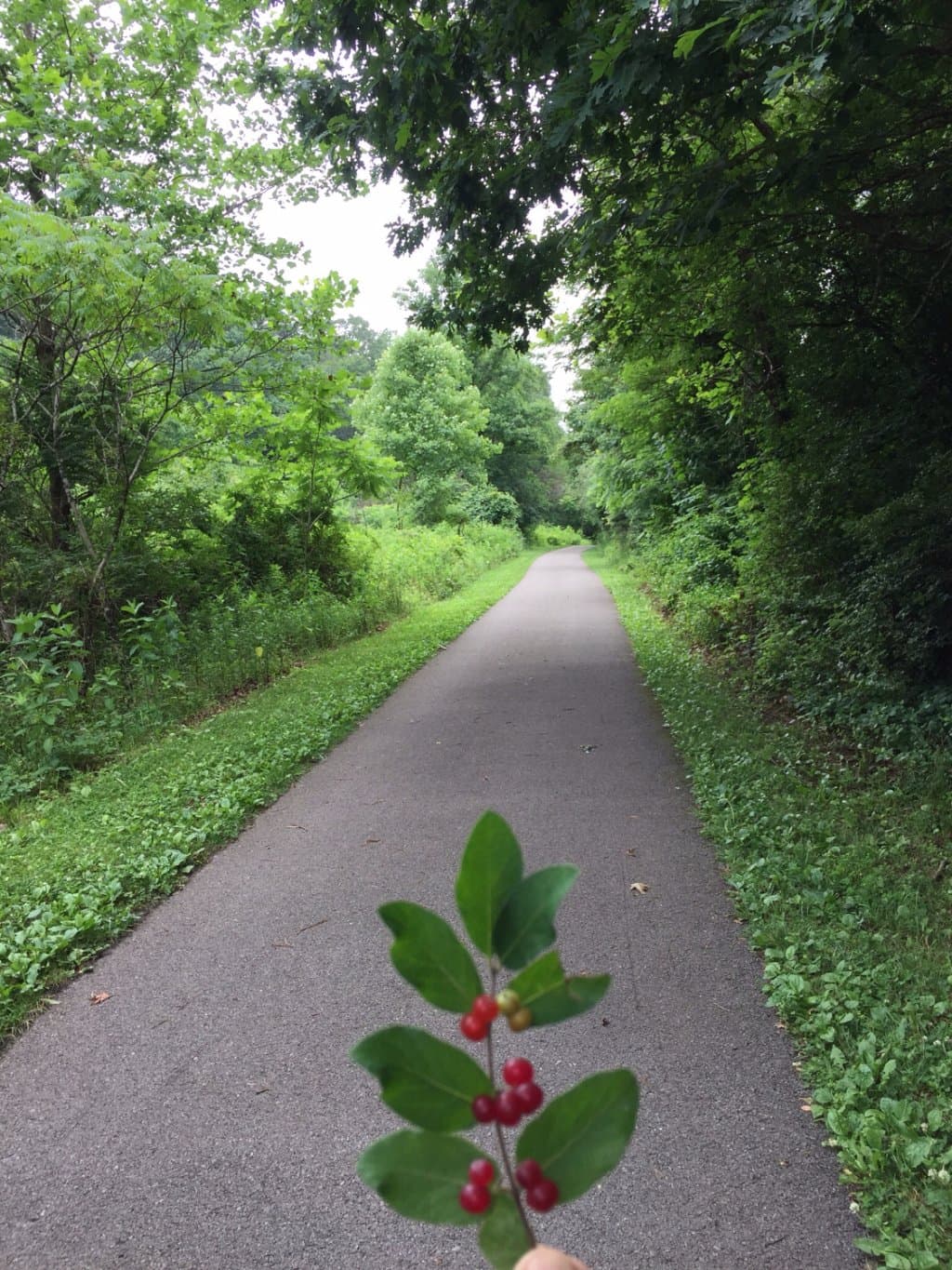 Huckleberry Trail