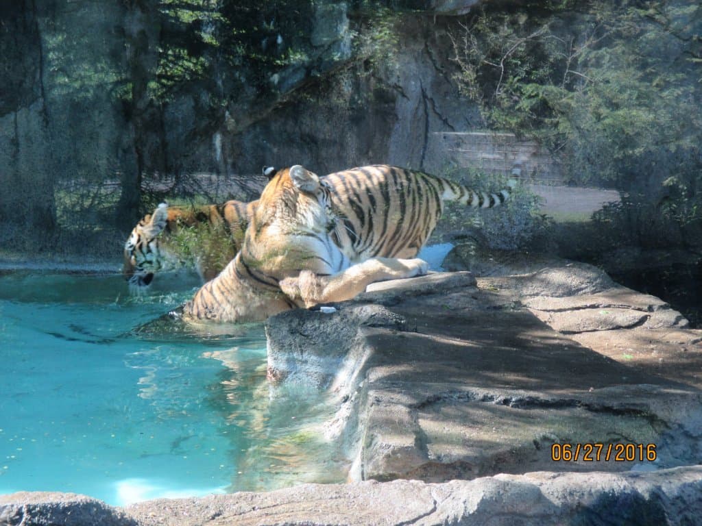 The tigers were exceptionally playful this morning.