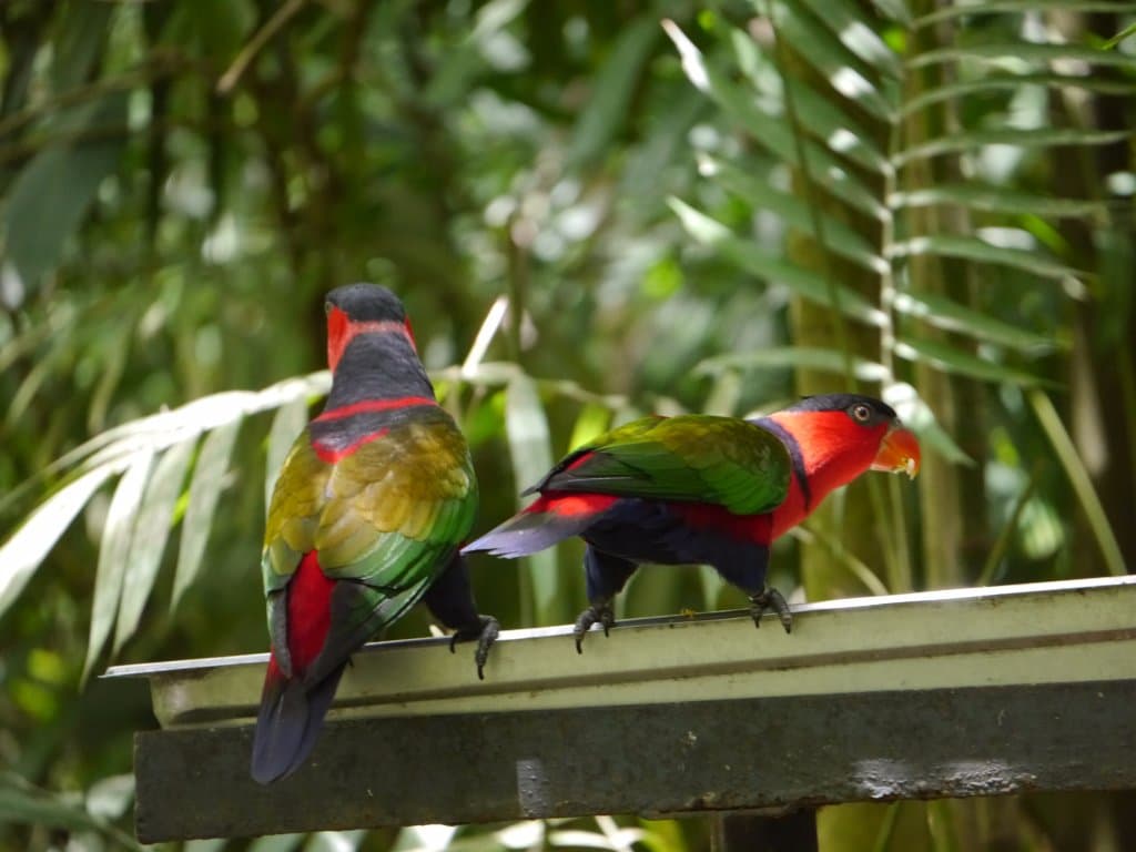 Port Moresby Nature Park