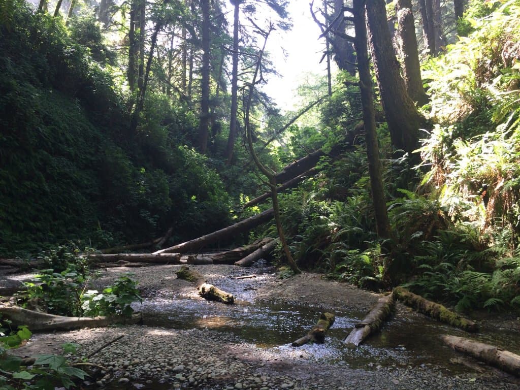 Fern Canyon Van Damme State Park