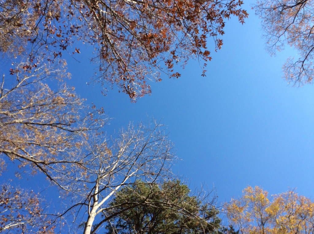 Centro hipico Latta Plantation