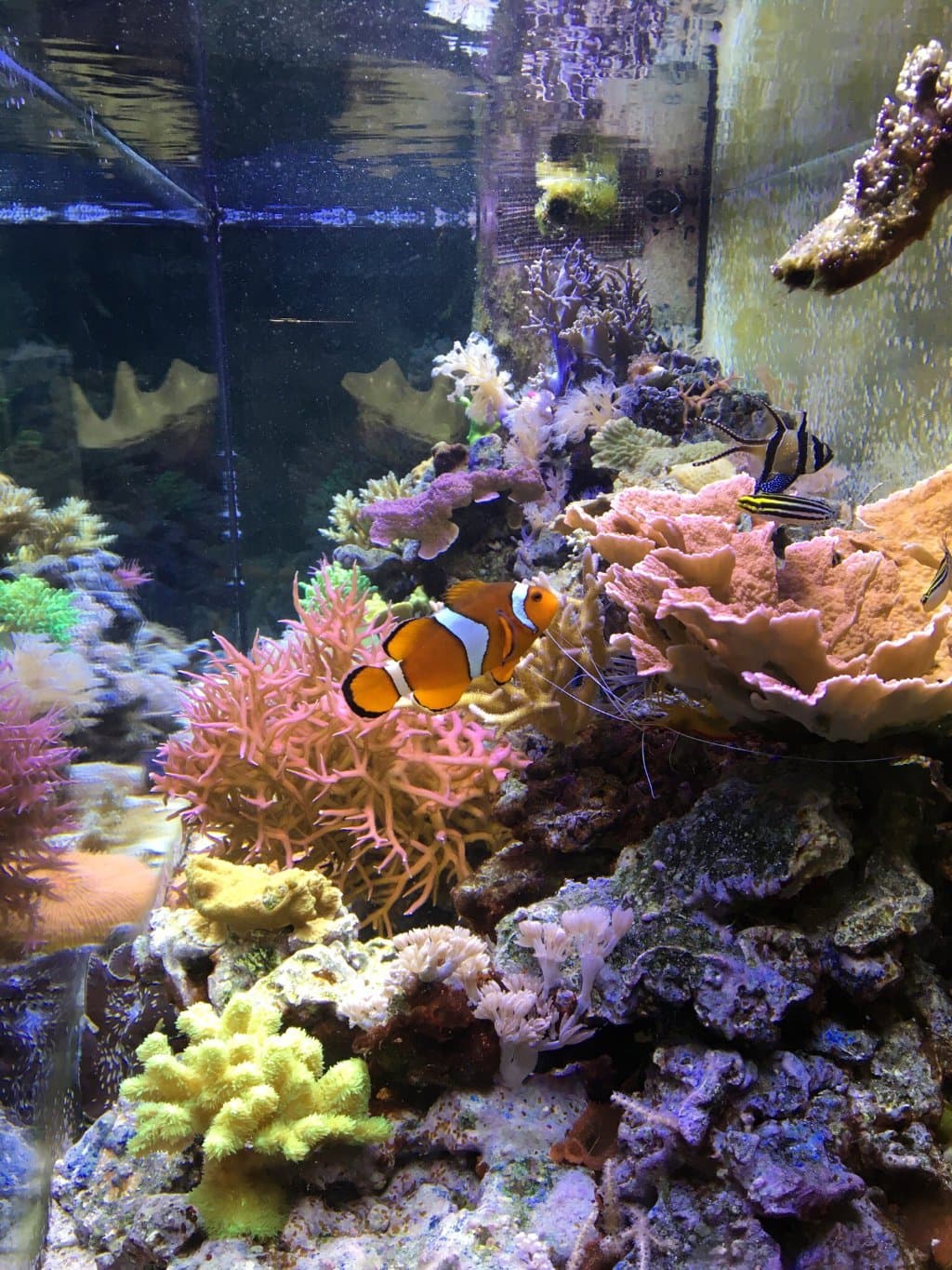 St. Lucie County Aquarium Smithsonian