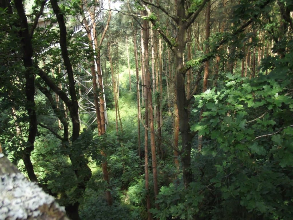 Salcey Forest