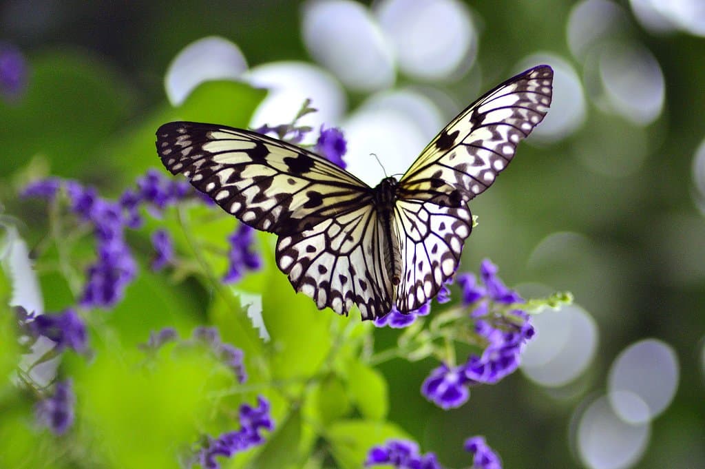 Idea leuconoe
