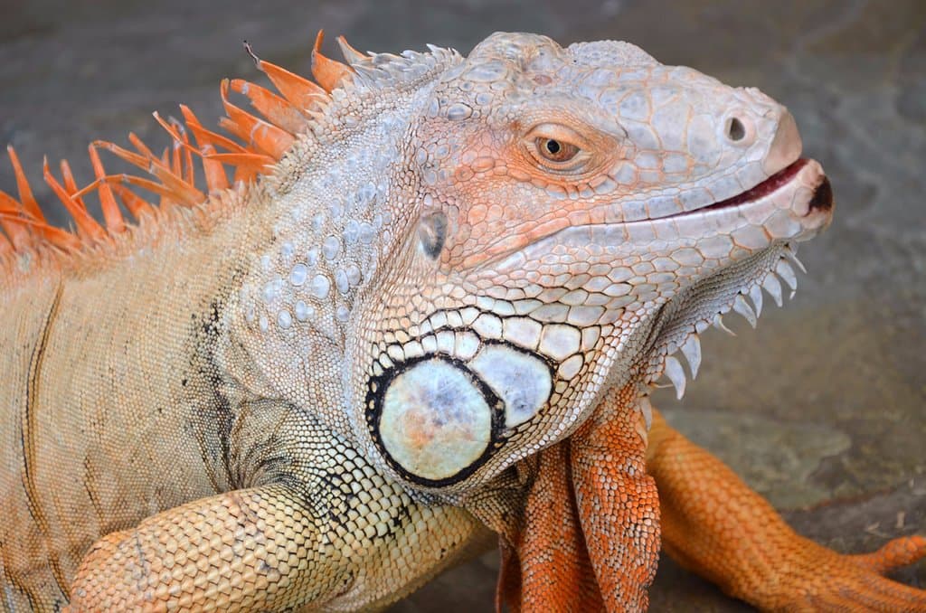 Animal