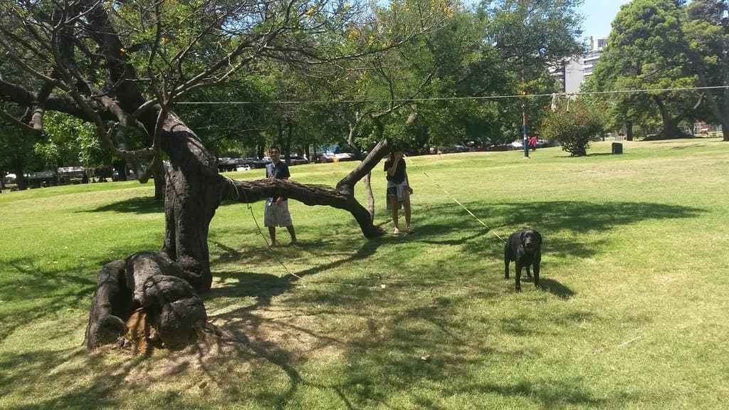 Arborizada