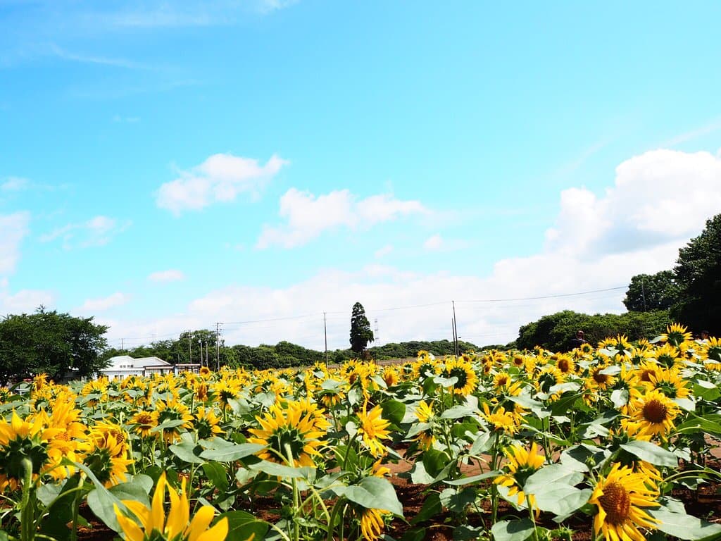 Narita Dream Dairy Farm