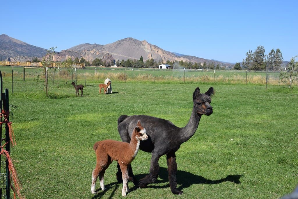 Crescent Moon Ranch Alpacas