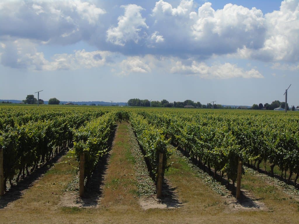 Grapevines