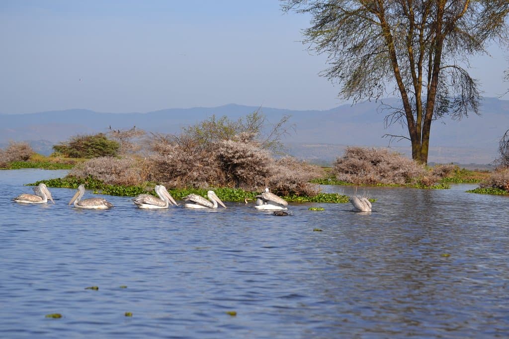 Lake Naivasha
