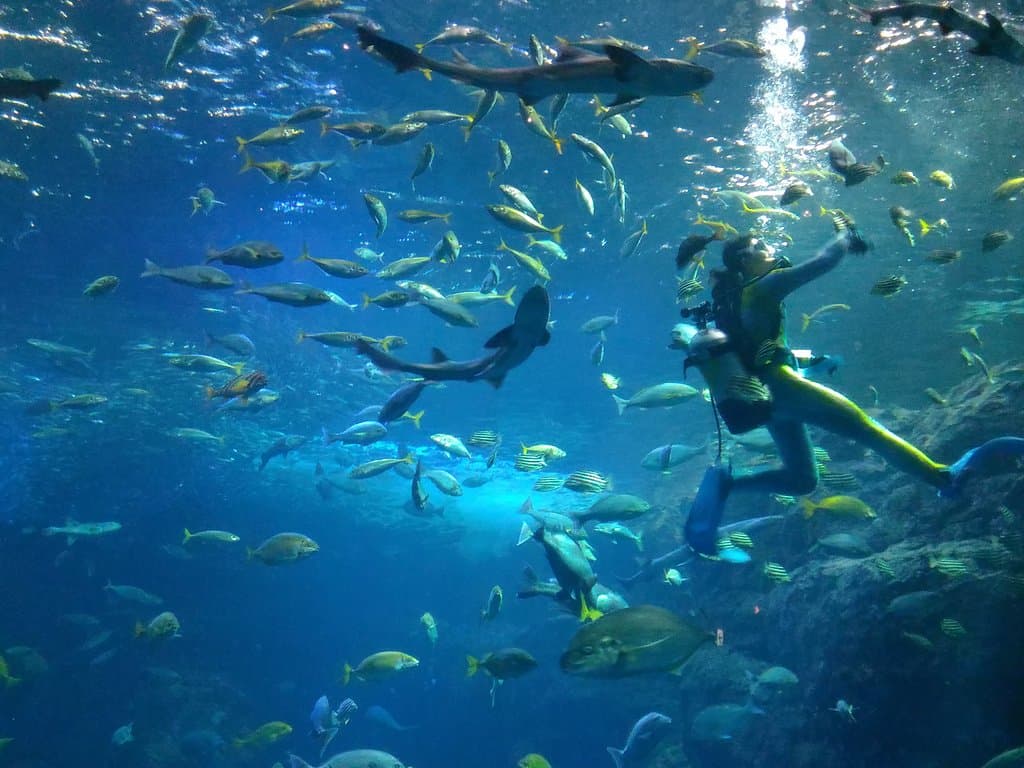 Main aquarium