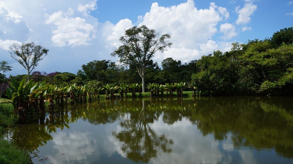 Reflexo.