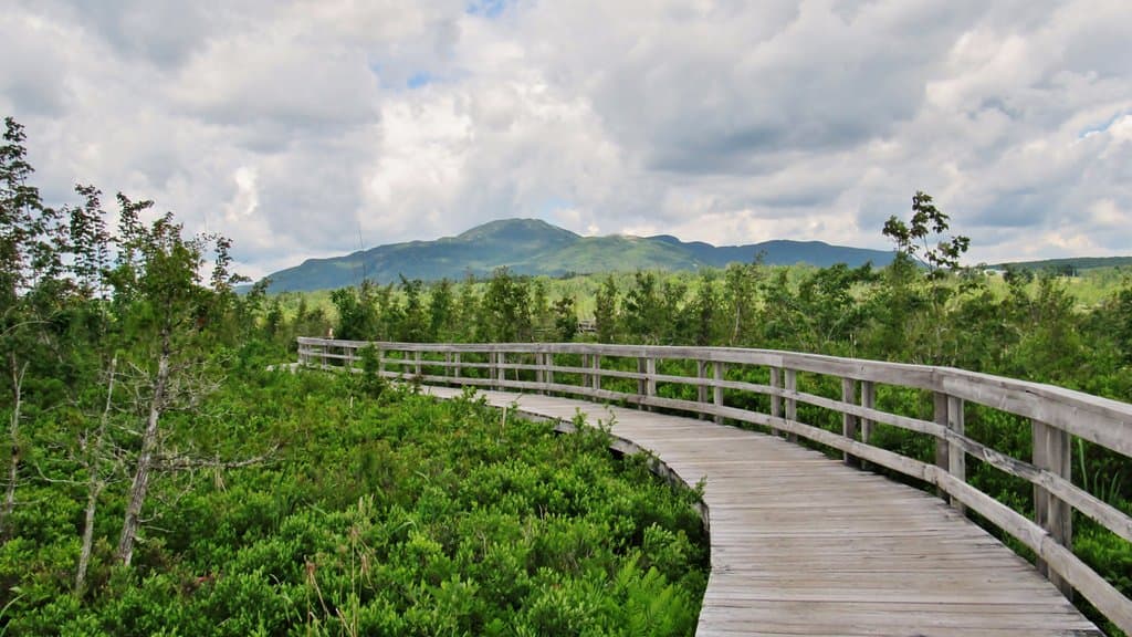 the wooded walkway... looking toward Mount Orford
