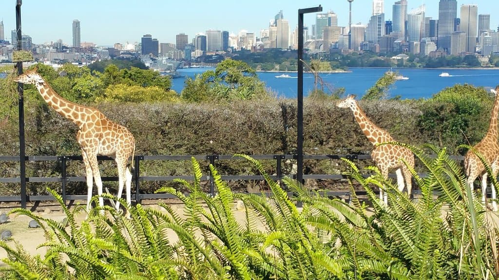 Explore the grounds of Taronga Zoo (exterior views)